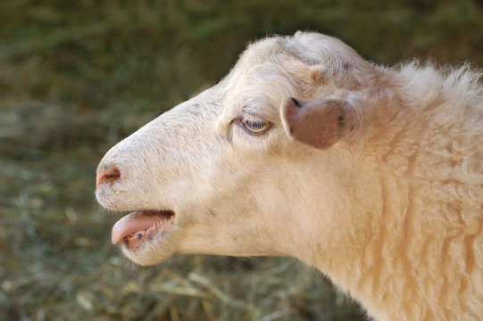 M&auml;h, macht das Schaf