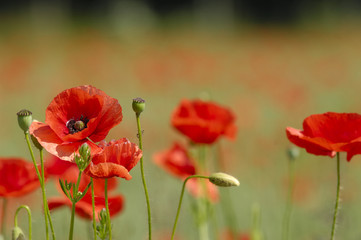 Obraz premium Czerwone maki. Niektóre są ostre, inne rozmyte