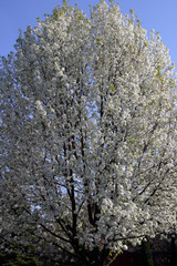 White tree in springtime with blue sky