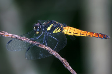 yellow asian dragonfly