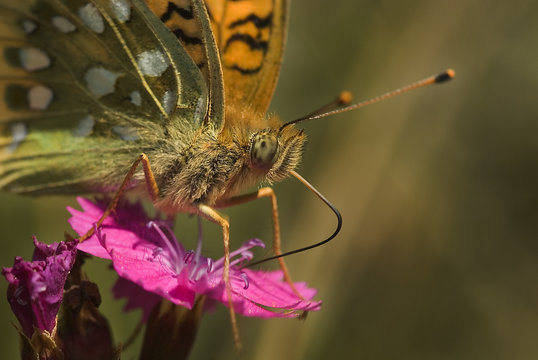 Mesoacidalia agalja