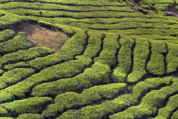  tea plantations, Cameron Highlands, Malaysia.