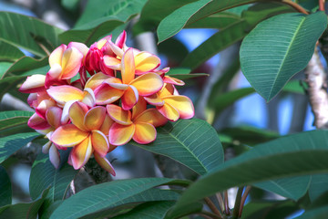 beautiful flowers of a rainbow plumeria species