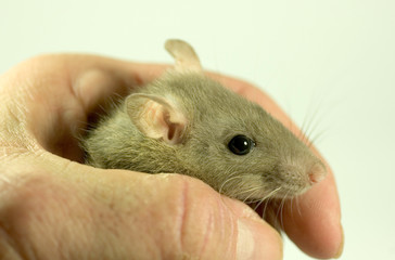 handzahm