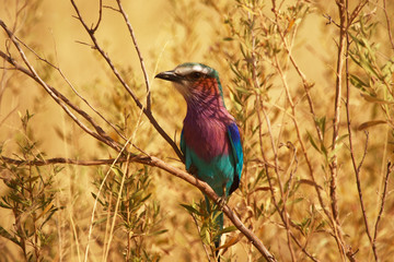 Lilac breasted roller, Okavango, Botswana