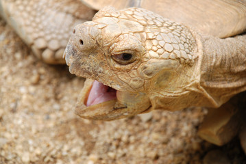 Yawning African Spurred Tortoise