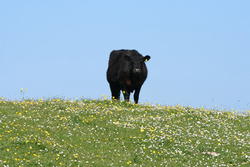 cow in meadow