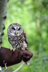 Barn Owl