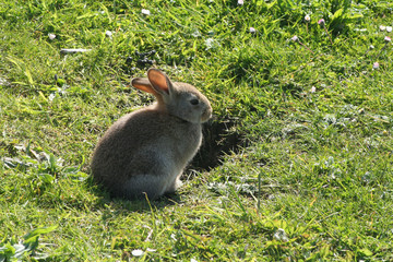 rabbit by burrow