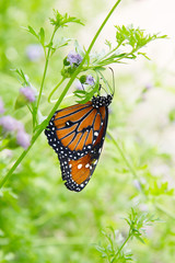Butterfly on Eupatorium flower.