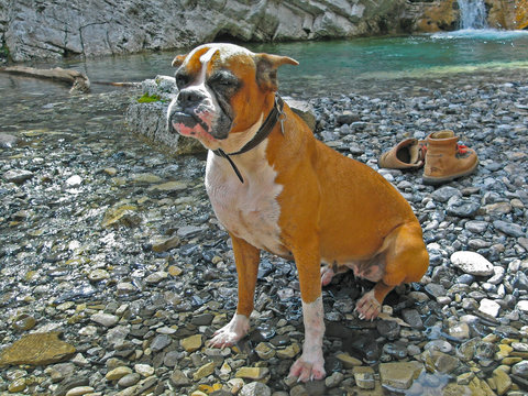 Tired watchdog-hiker