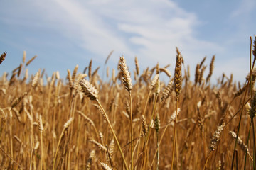Fototapeta premium Riped wheat