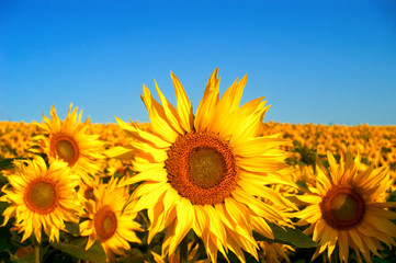 An image of sunflowers on background of sky