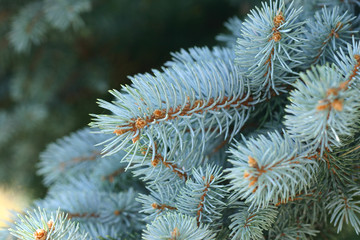 Naklejka na ściany i meble Colarado Blue Spruce jest drzewo iglaste z lblue szarej liście