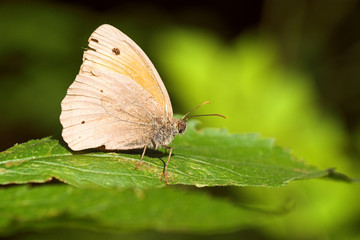 Obraz premium Papillon