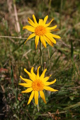 zwei arnikablüten im sonnenlicht