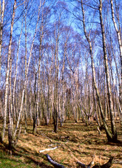 Obraz premium Birkenwald