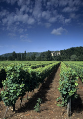 Fototapeta na wymiar Vineyard Parnac partii doliny Midi-Pyrénées