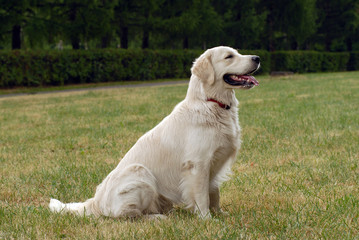  A nice dog portait with mouth open