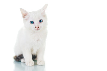 Sad Kitten