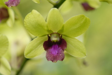 yellow orchids in the parks