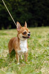Adult long haired chihuahua standing up