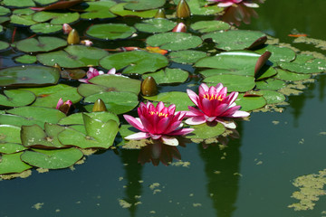 Two beautiful pink water lily (lotus)