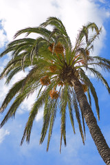 Fototapeta na wymiar an ever-green palm on the clouds' backrground