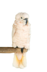 Sulphur-crested cockatoo (native of Australia),
