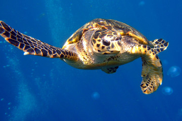 Sea Turtle