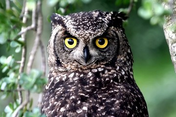 Eagle Owl Potrait