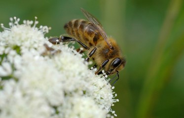 abeille 7