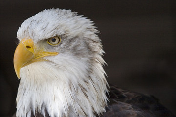 Eagle I