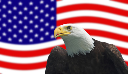 American Bald Eagle