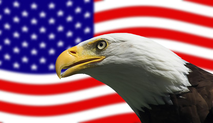 American Bald Eagle and Flag