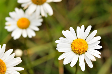 Camomiles on the meadow super close up