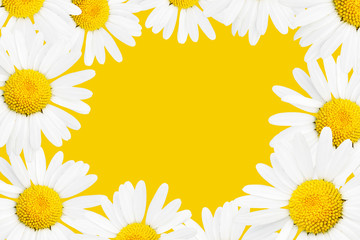 Frame made from camomiles over yellow background