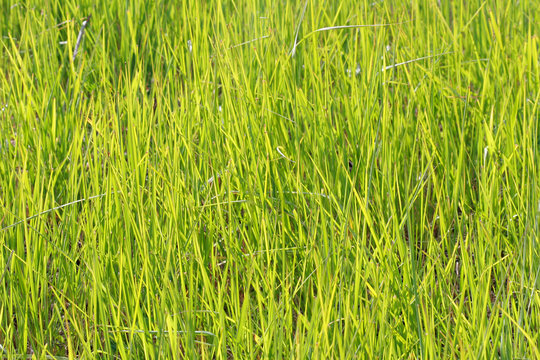 Green grass on meadow, bay be used as background