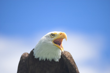 Screaming Bald Eagle