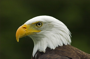 Bald Eagle Profile headshot