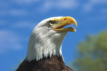 Bald Eagle Profile
