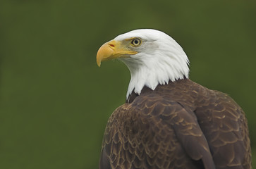 American Bald Eagle Portrait