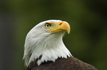 American Bald Eagle Profile