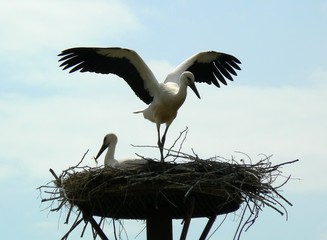 stork