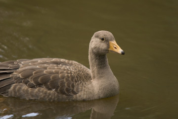 A grey goose gosling on green water