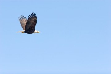 Bald eagle flying