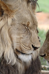 African lion resting