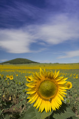 Sunflower field with a little hill in the background