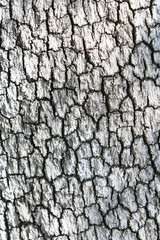 background made of wood