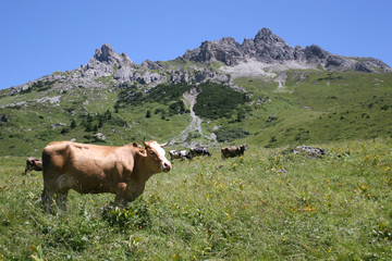 Fototapeta na wymiar grasende kühe auf einer almwiese im hochgebirge